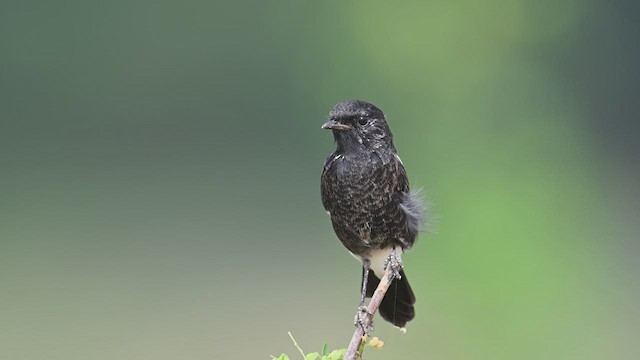 Pied Bushchat - ML640817608