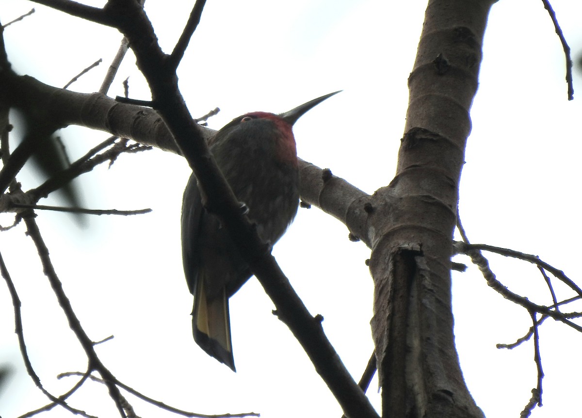 Red-bearded Bee-eater - ML640817656