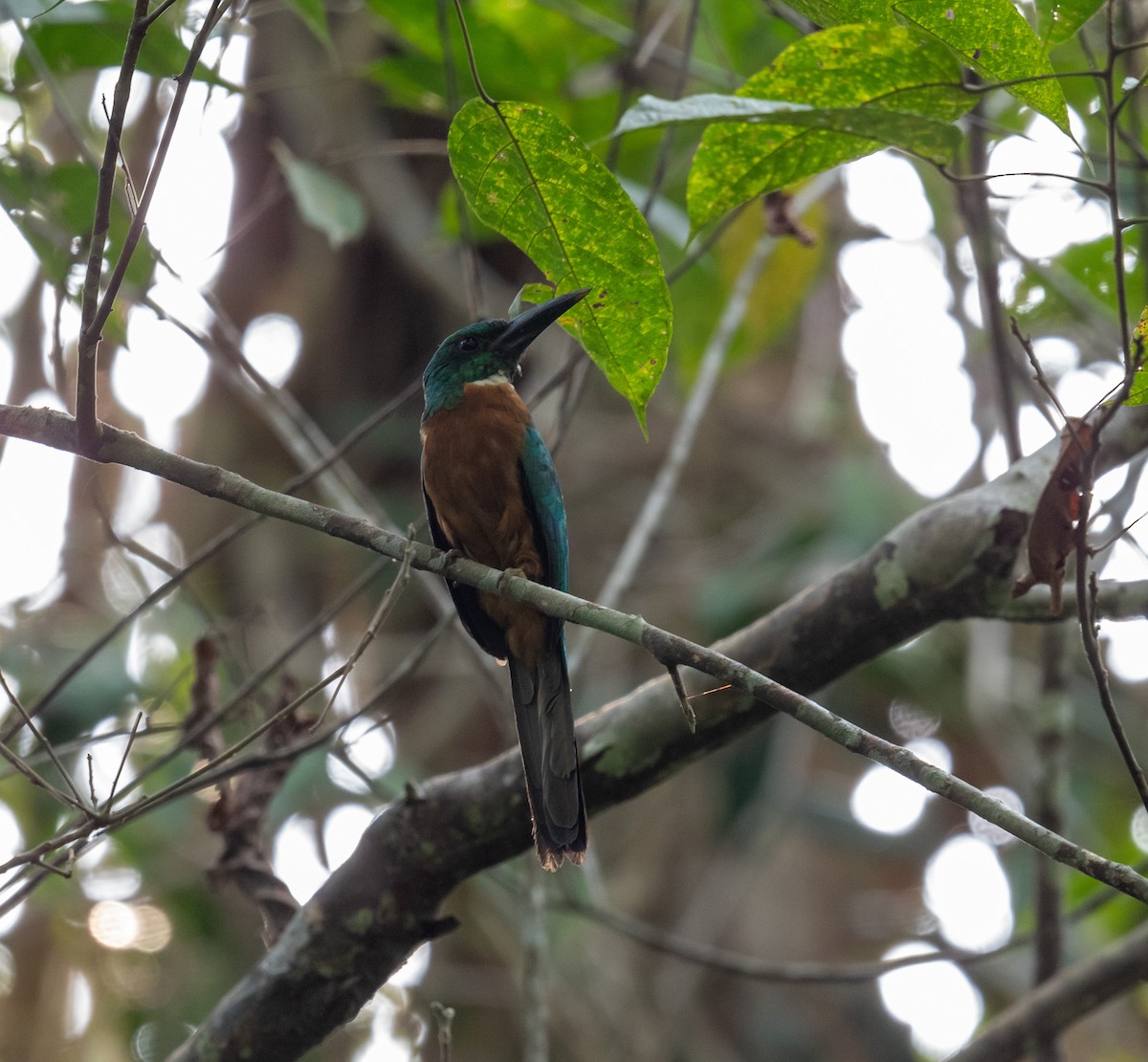 Great Jacamar - ML640817657