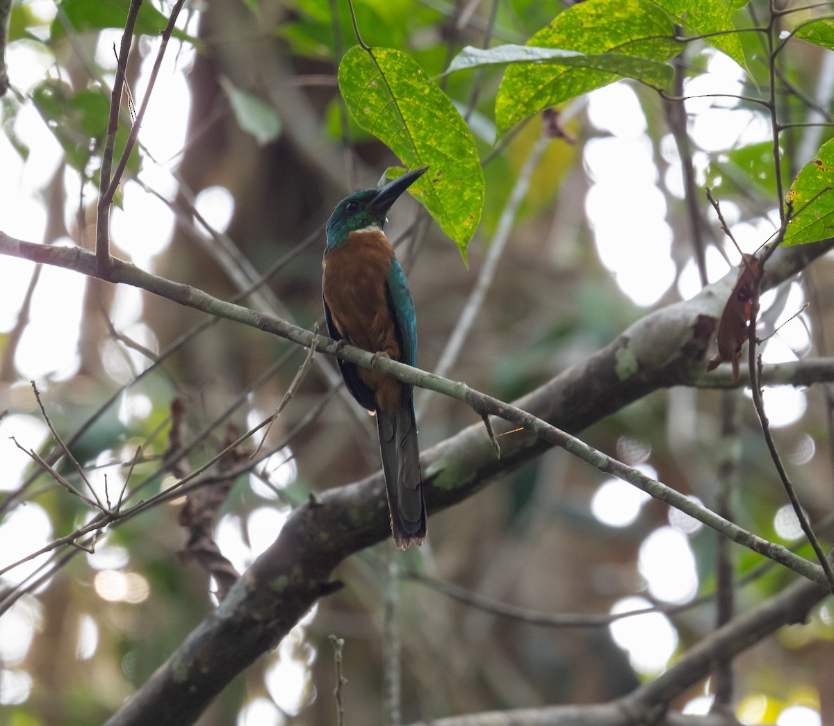 Great Jacamar - ML640817658