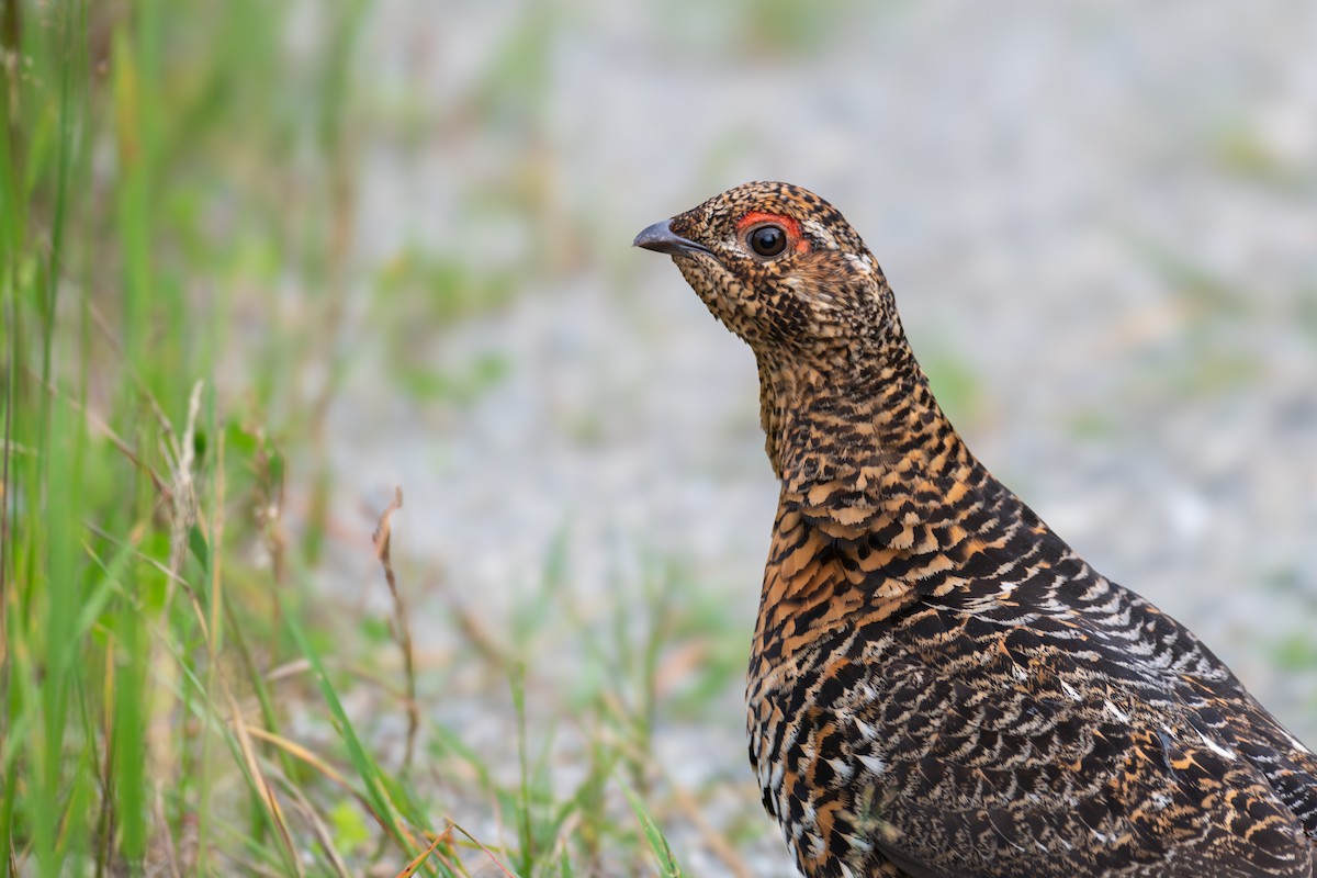 Spruce Grouse - ML640817663