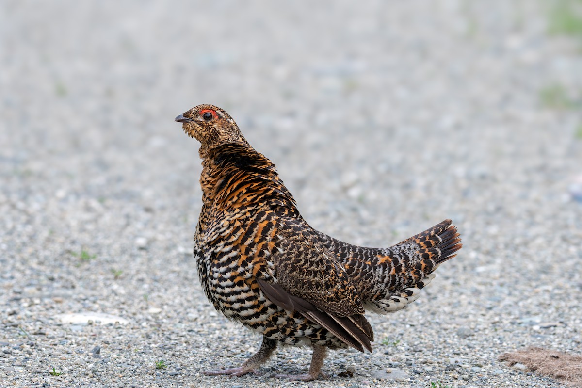 Spruce Grouse - ML640817664
