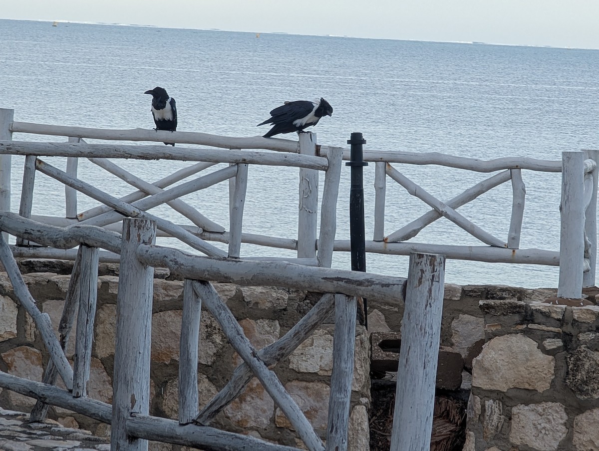 Pied Crow - ML640817698