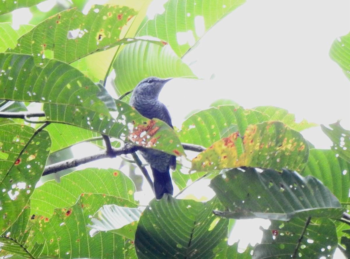 Lesser Cuckooshrike - ML640817729