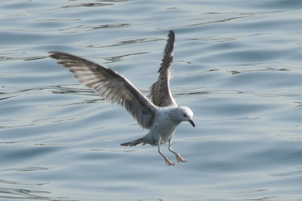 Caspian Gull - ML640817740