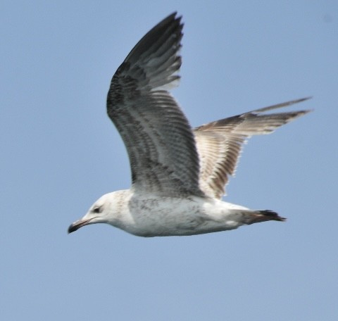 Caspian Gull - ML640817741