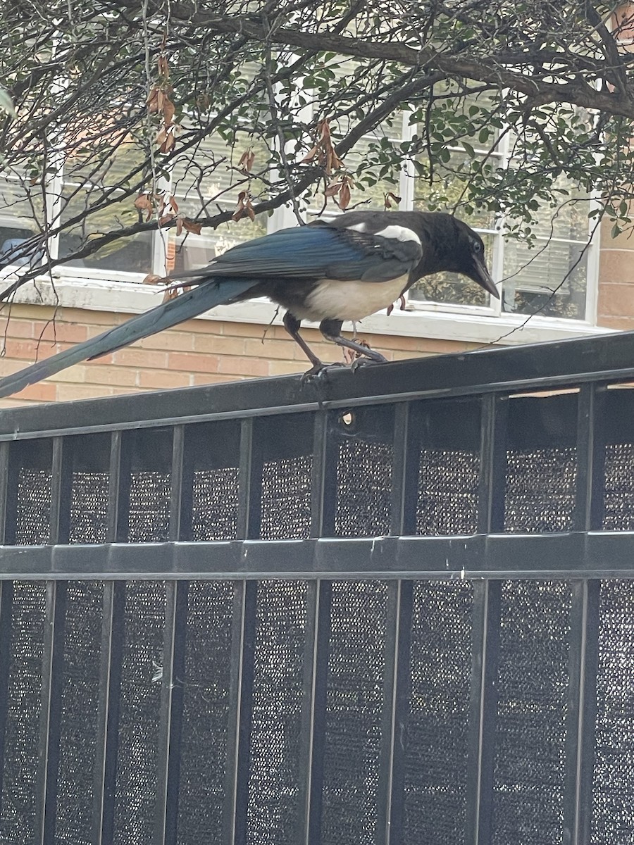 Black-billed Magpie - ML640817892