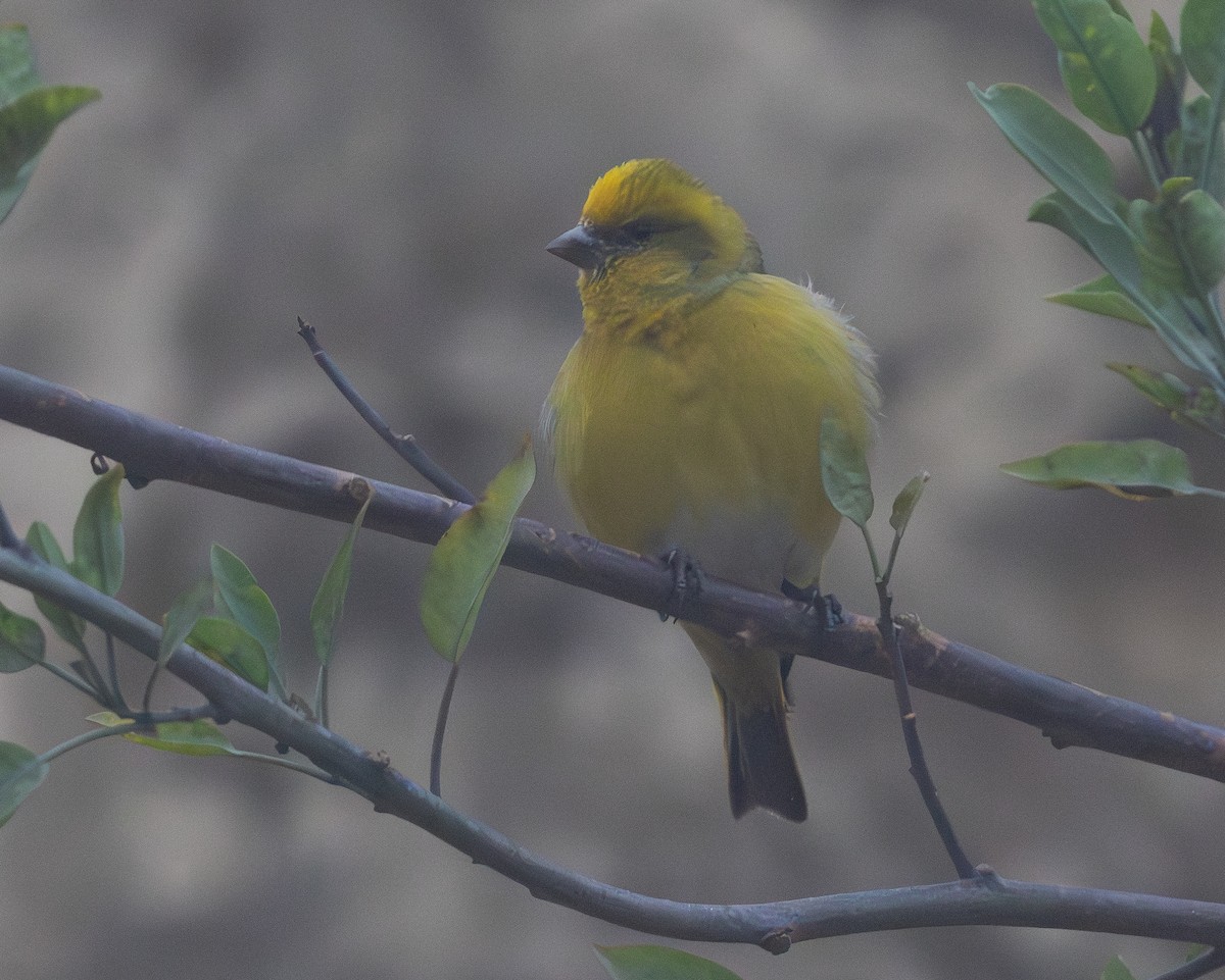 Yellow-crowned Canary - ML640817954
