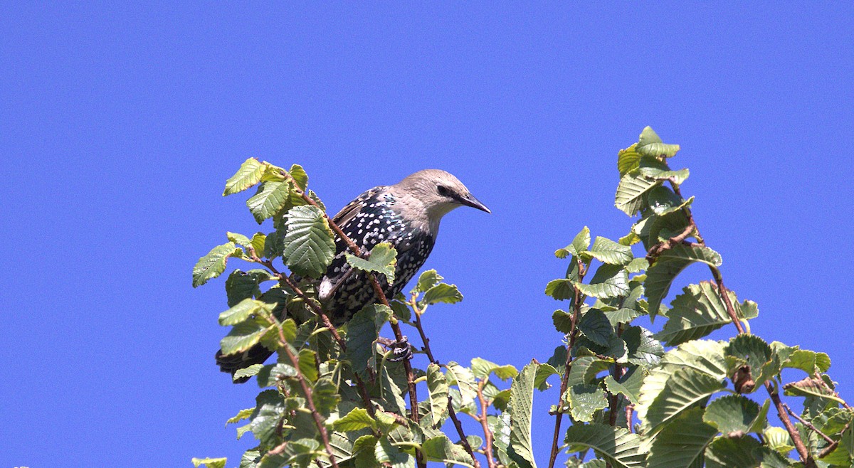 Хар тодол - ML640817994