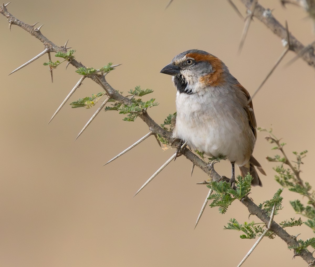 Kenya Rufous Sparrow - ML640818009