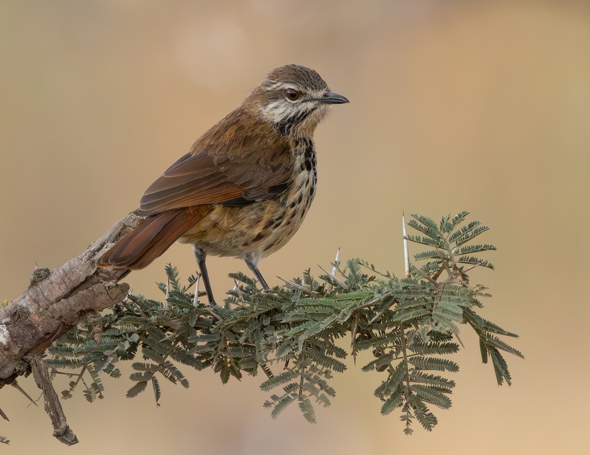 Spotted Morning-Thrush - ML640818014