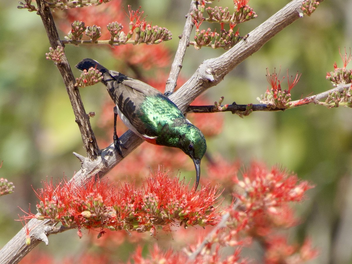 Eastern Miombo Sunbird - ML640818019