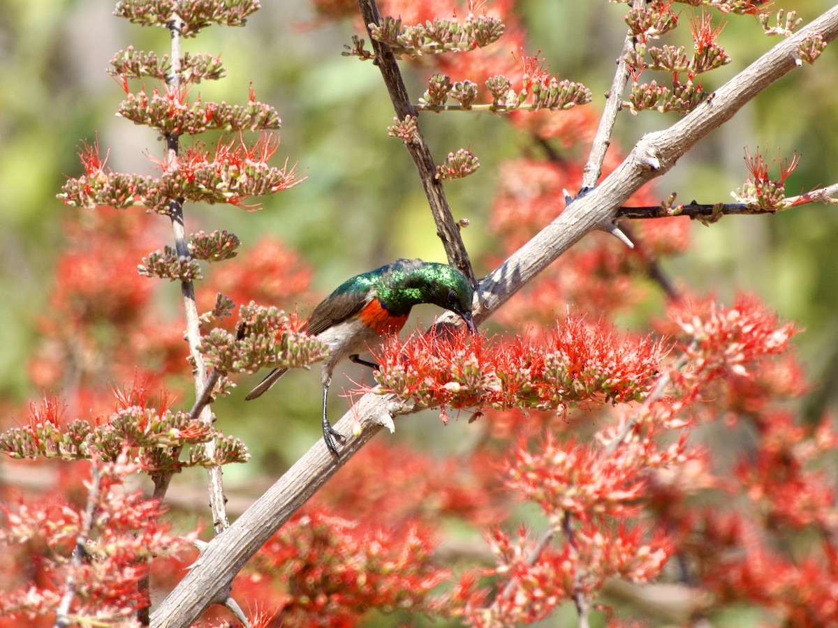 Eastern Miombo Sunbird - ML640818020