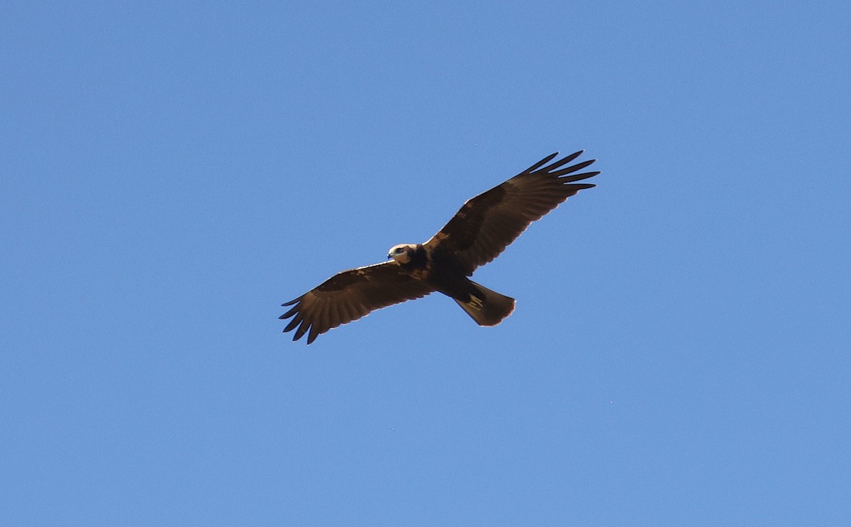 Намгийн хулд - ML640818029