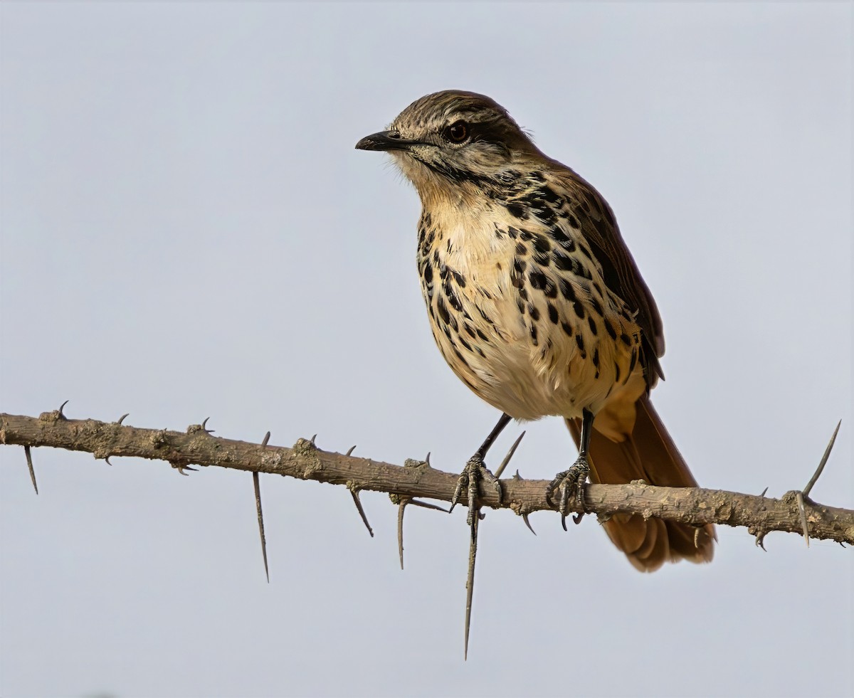 Spotted Morning-Thrush - ML640818036