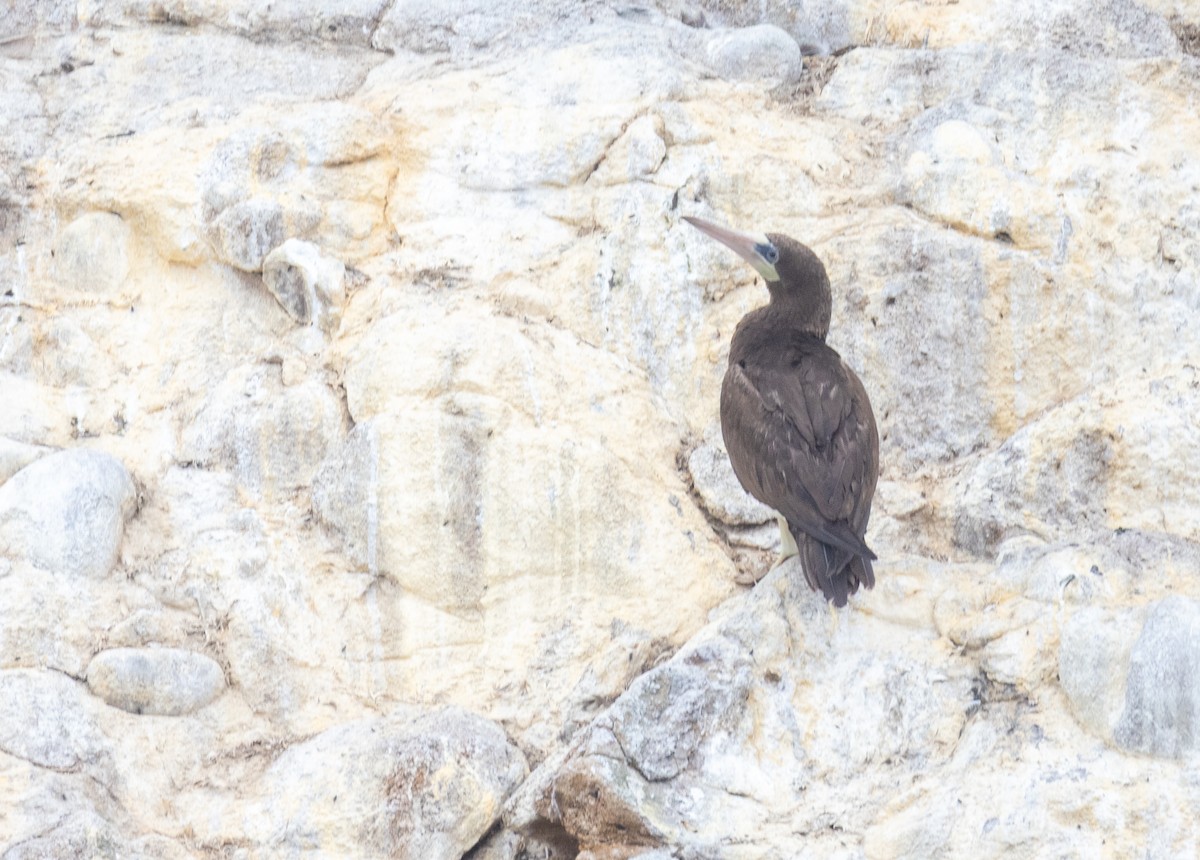 Cocos Booby - ML640818050