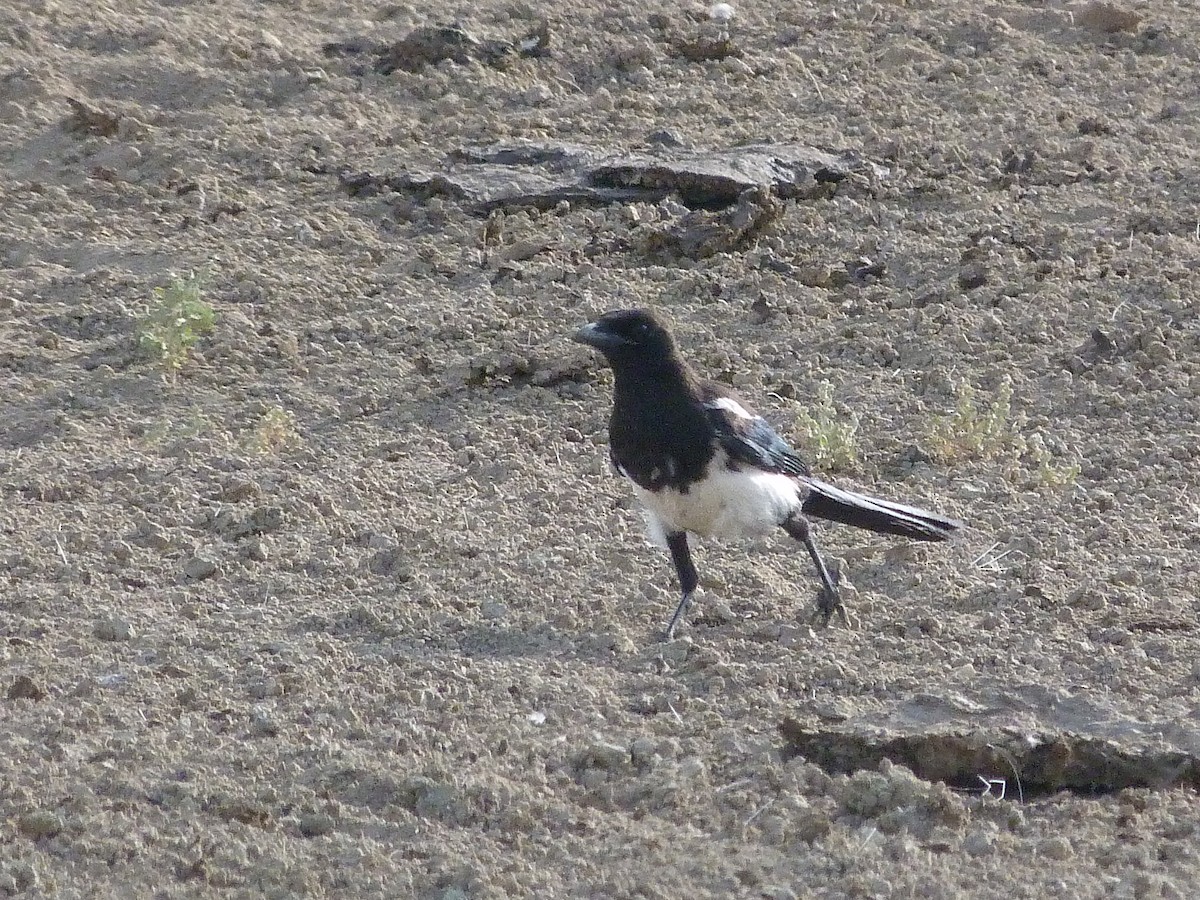 straka americká - ML640818056