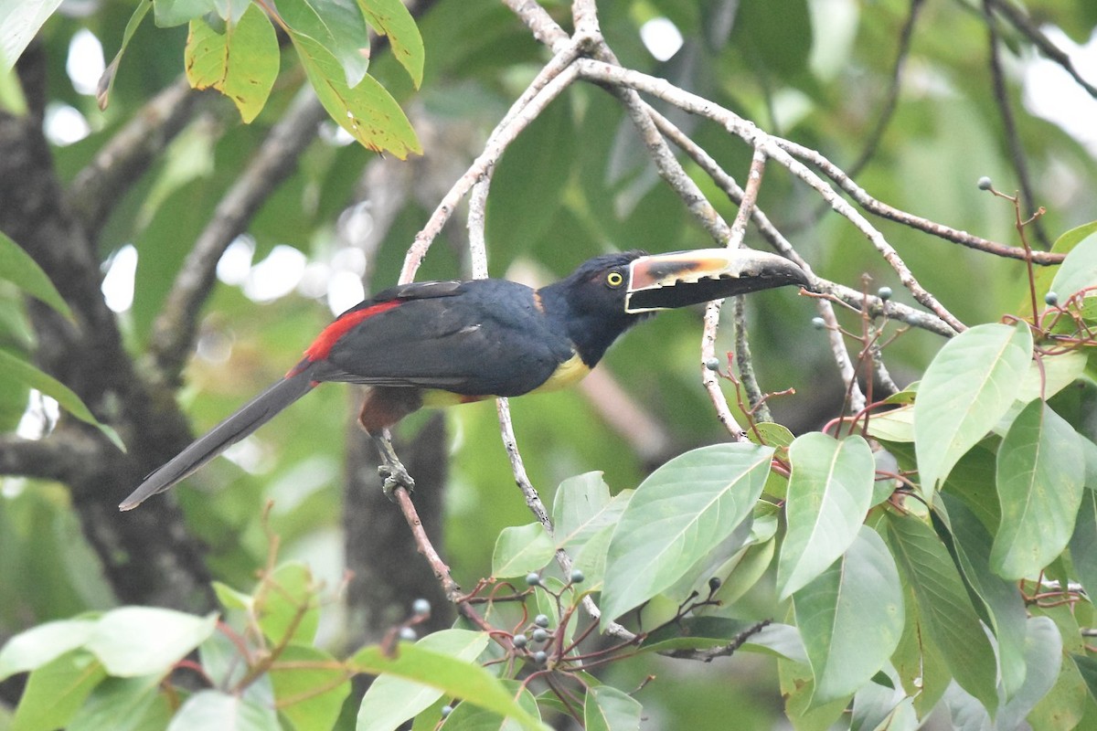 Collared Aracari - ML640818072