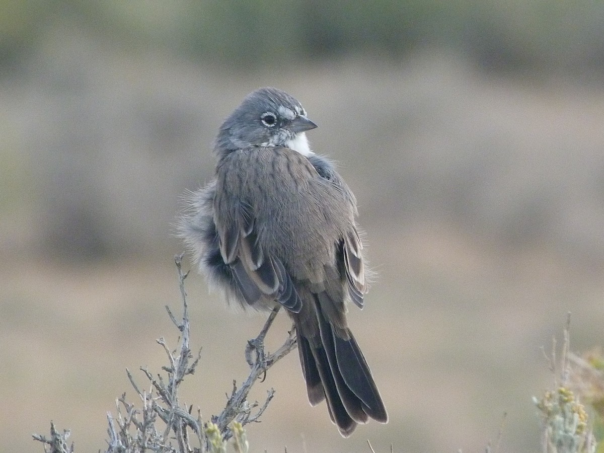 Sagebrush Sparrow - ML640818080