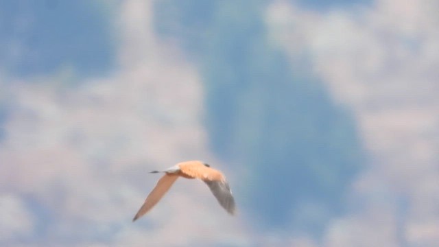 Rock Kestrel - ML640818121