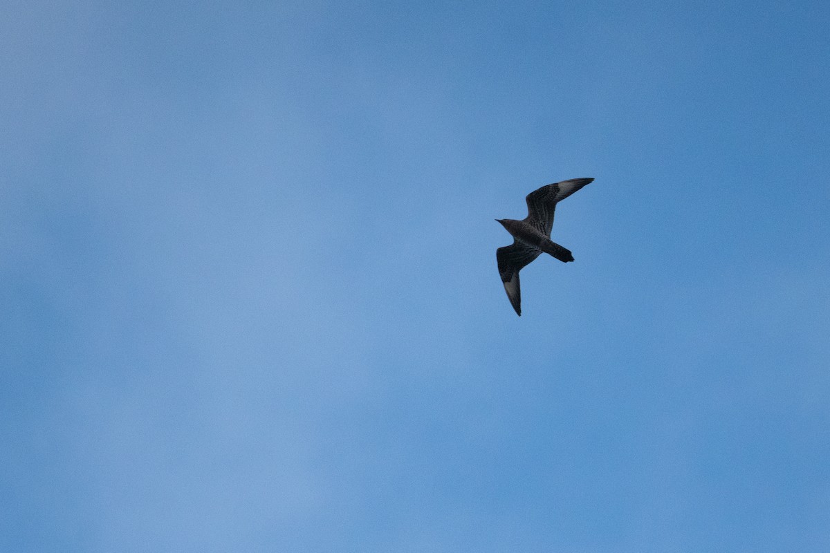 Parasitic Jaeger - ML640818152