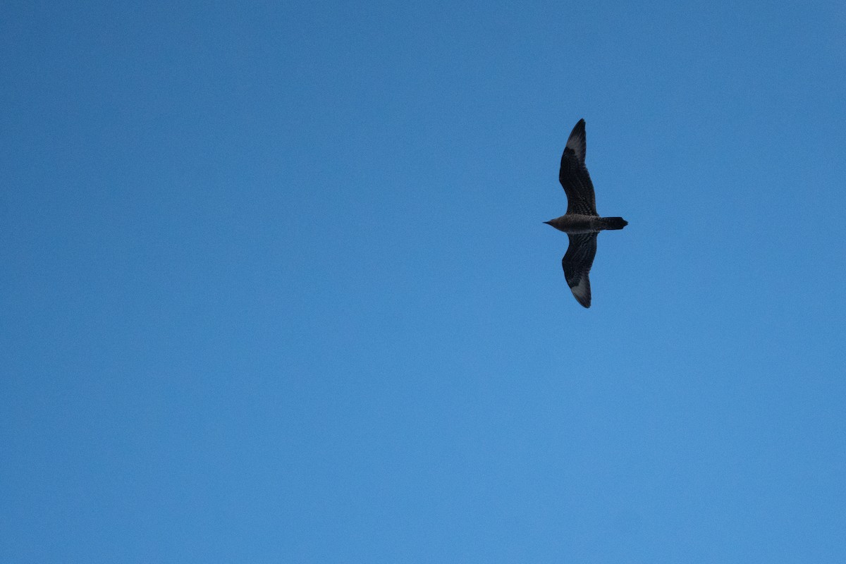 Parasitic Jaeger - ML640818153