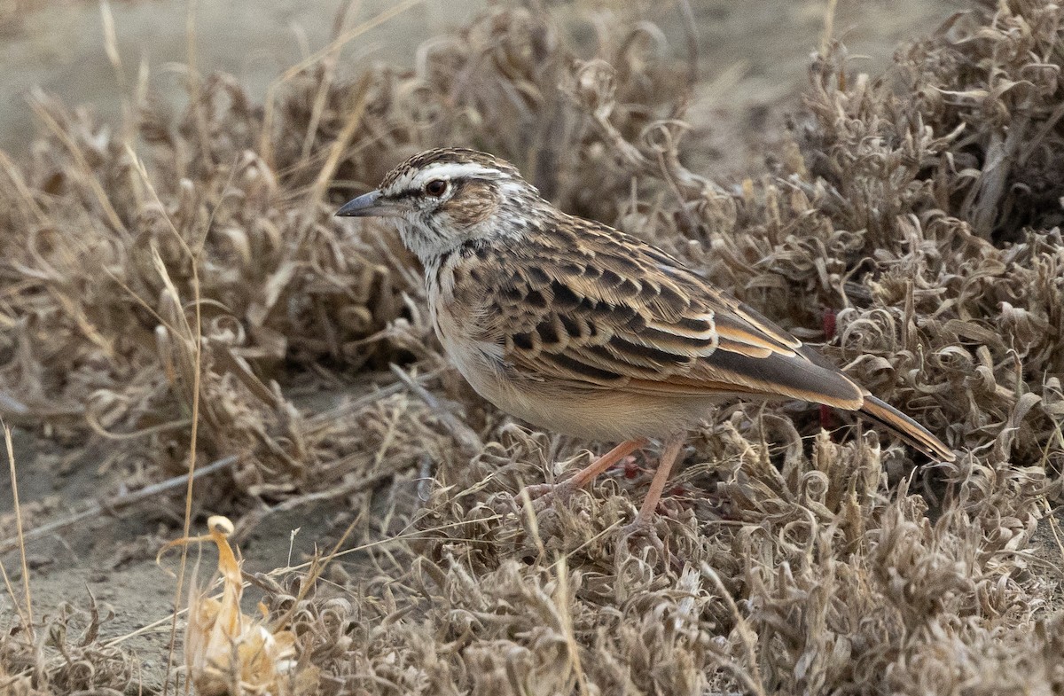 Fawn-colored Lark (Foxy) - ML640818154