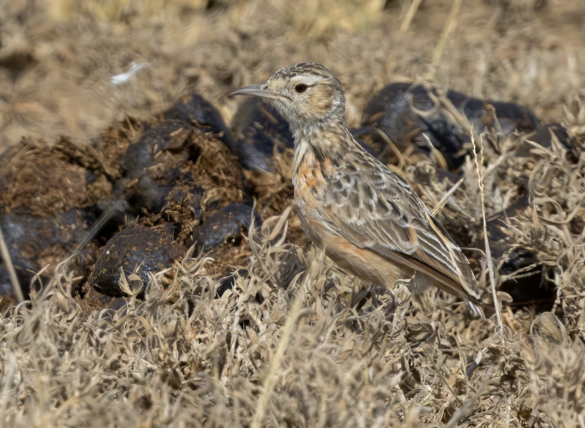 Beesley's Lark - ML640818174
