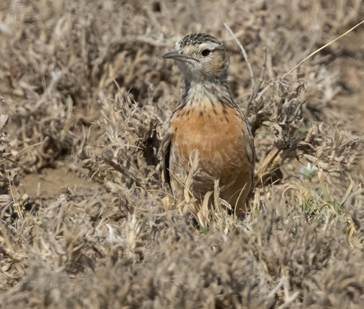 Beesley's Lark - ML640818176