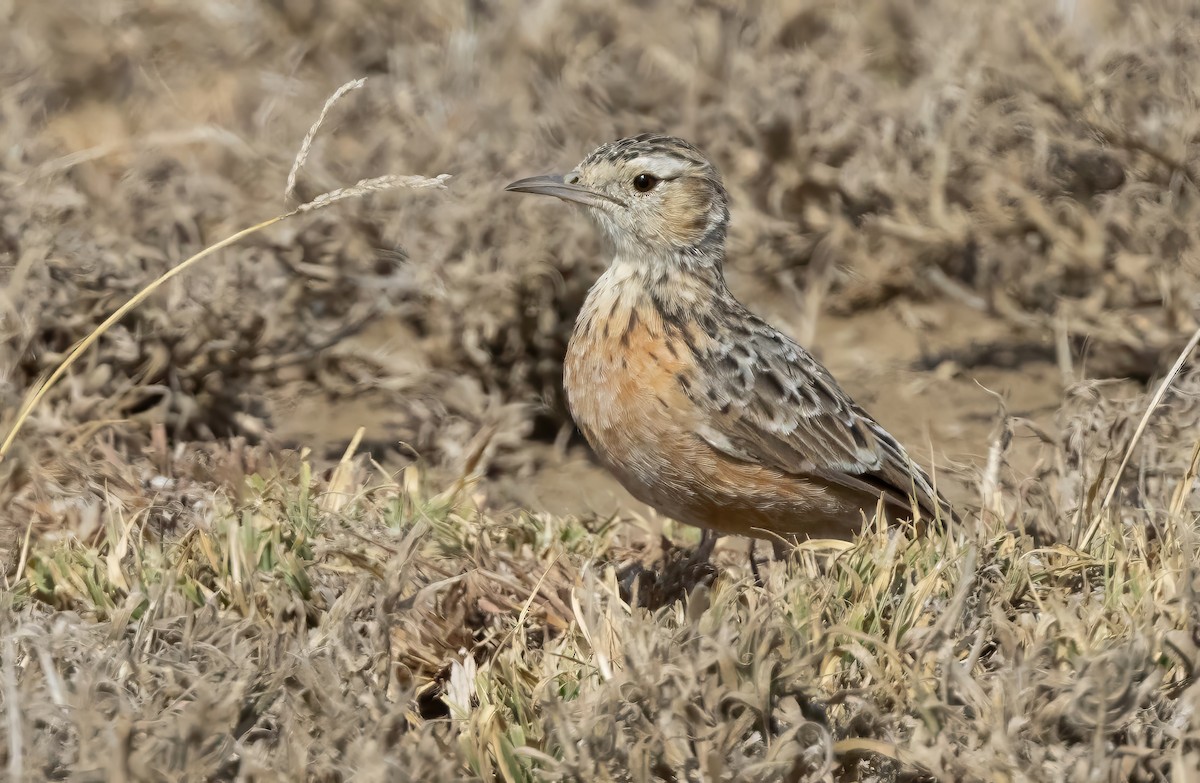 Beesley's Lark - ML640818179