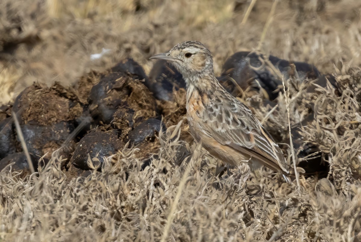 Beesley's Lark - ML640818182