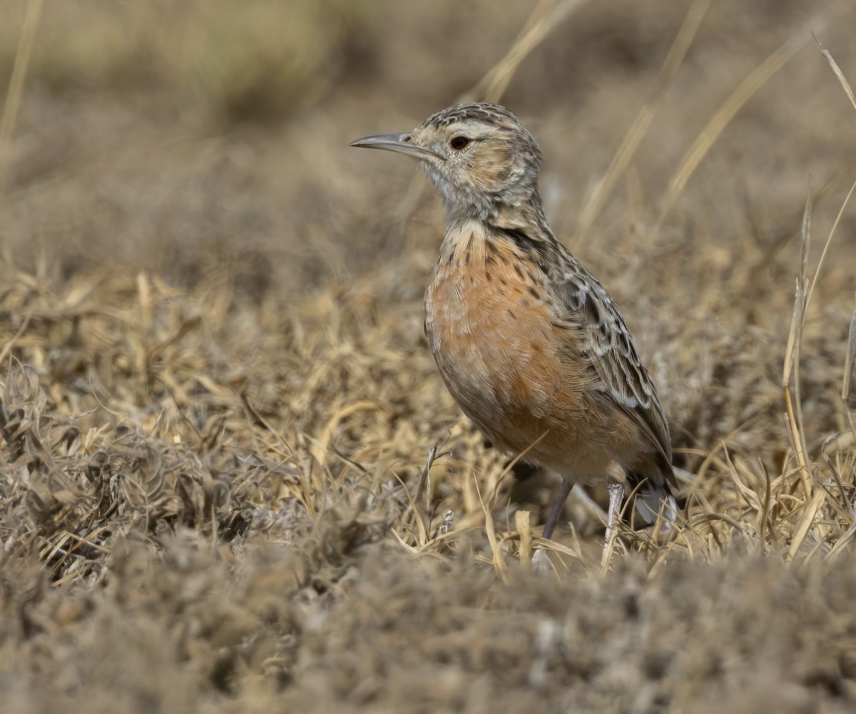 Beesley's Lark - ML640818183