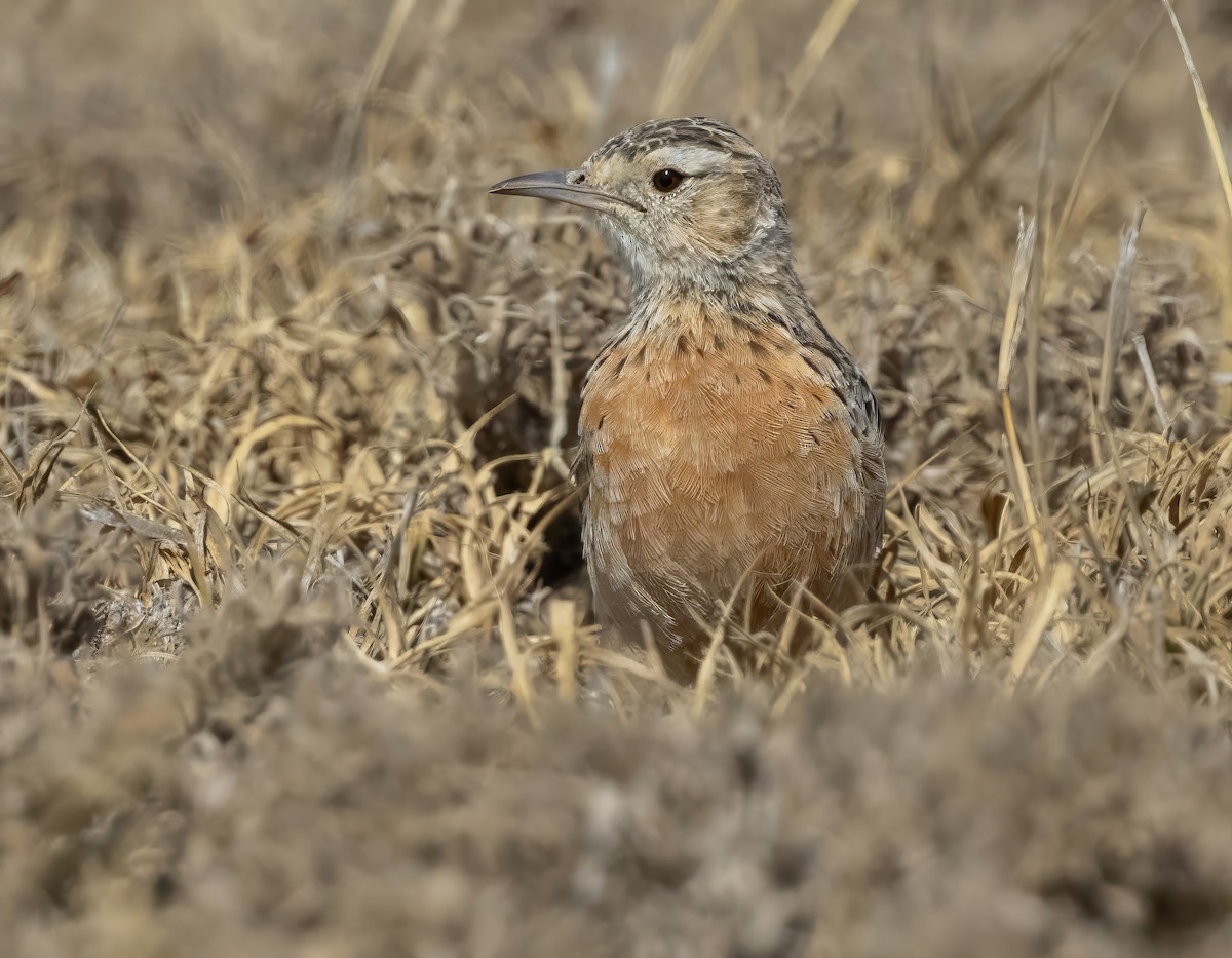 Beesley's Lark - ML640818185