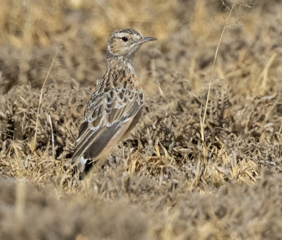 Beesley's Lark - ML640818187