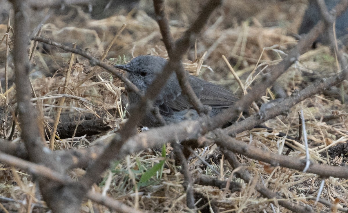 Gray Wren-Warbler - ML640818221
