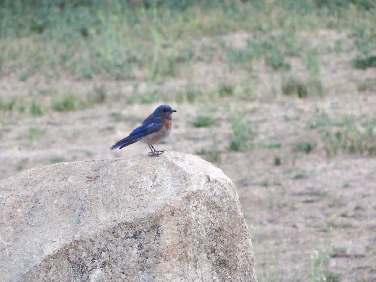 Western Bluebird - ML640818242