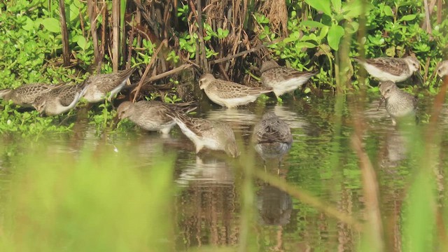 Stilt Sandpiper - ML640818254