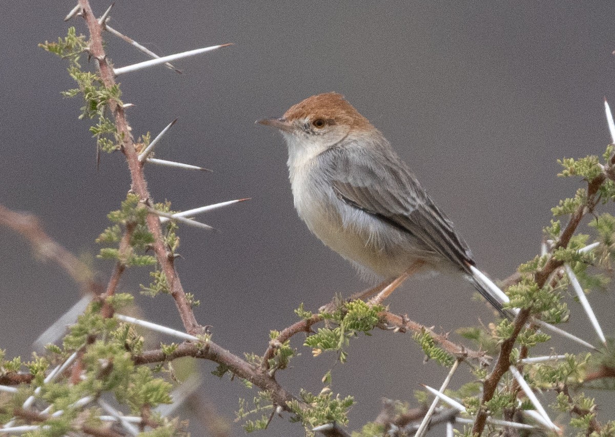 Tiny Cisticola - ML640818295