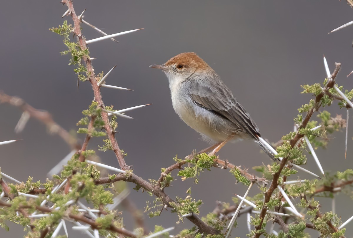 Tiny Cisticola - ML640818297
