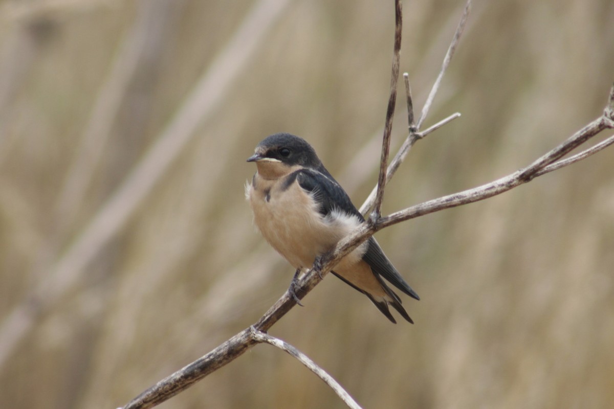 Enara arrunta (erythrogaster) - ML640818299
