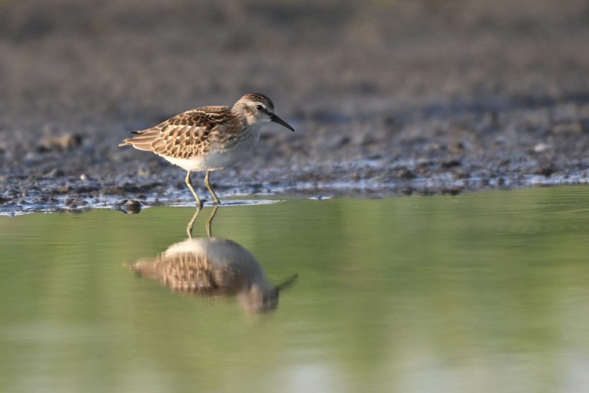 Least Sandpiper - ML640818306