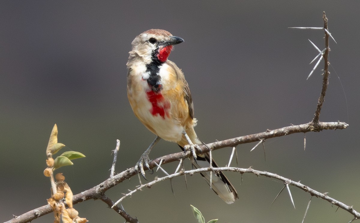Rosy-patched Bushshrike - ML640818307