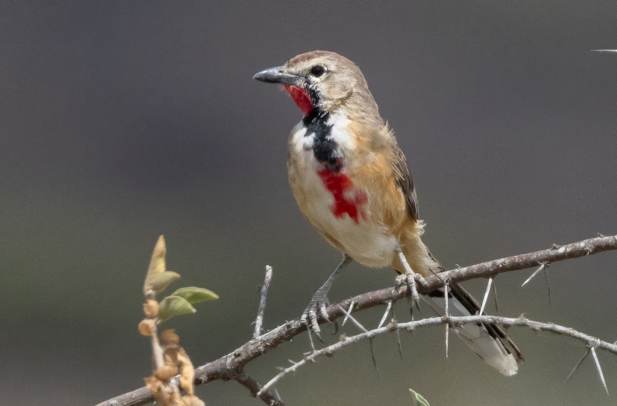 Rosy-patched Bushshrike - ML640818309