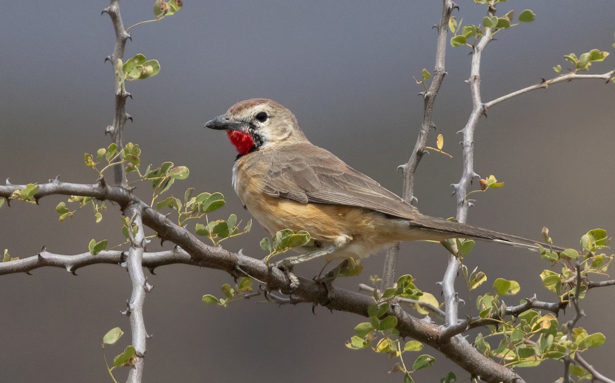 Rosy-patched Bushshrike - ML640818312