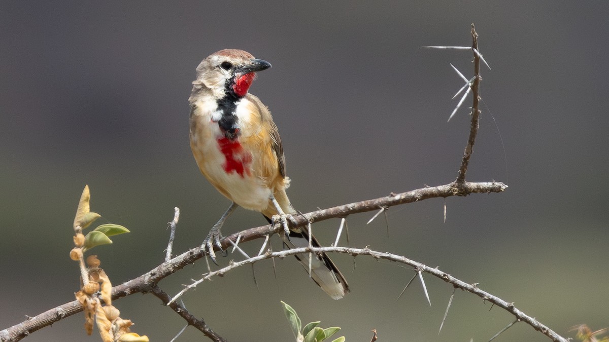 Rosy-patched Bushshrike - ML640818314
