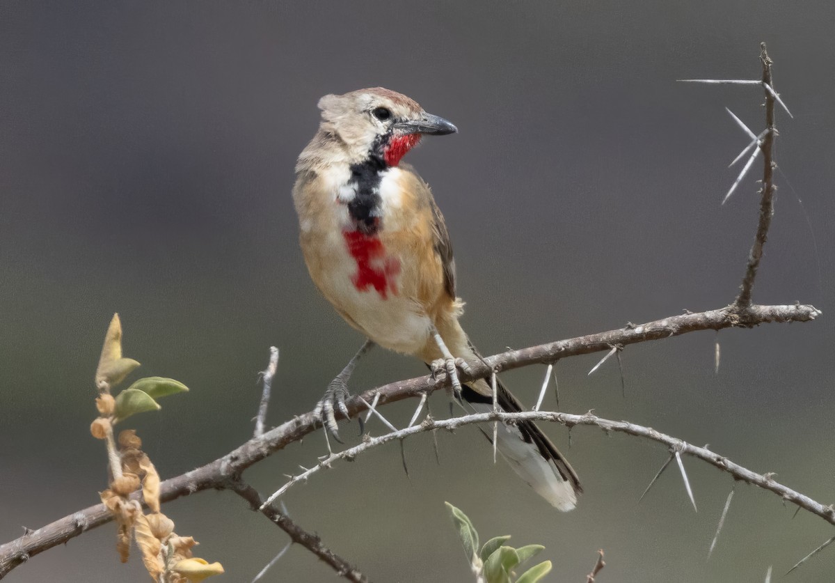 Rosy-patched Bushshrike - ML640818315