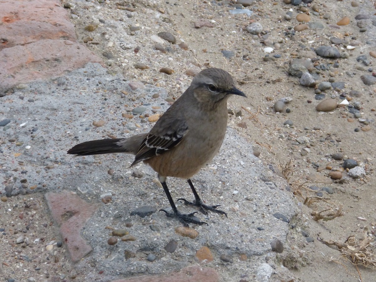 Patagonian Mockingbird - ML640818365
