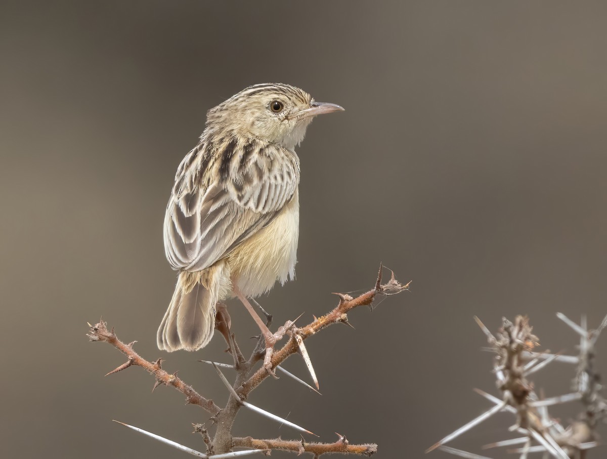 Desert Cisticola - ML640818372