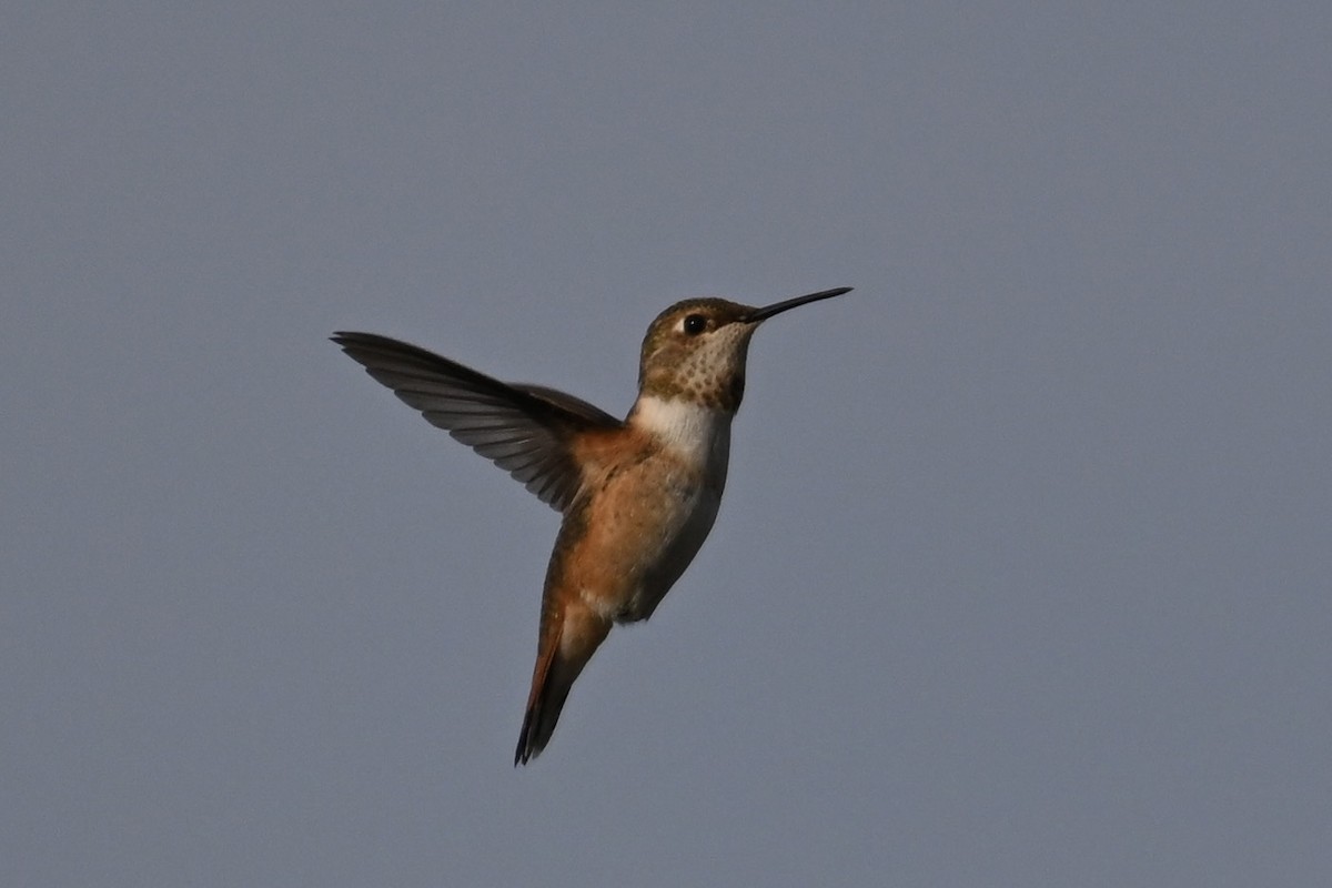 Rufous Hummingbird - ML640818373