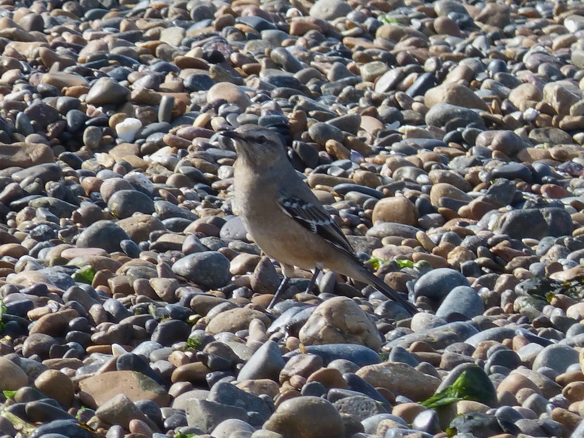 Patagonian Mockingbird - ML640818397